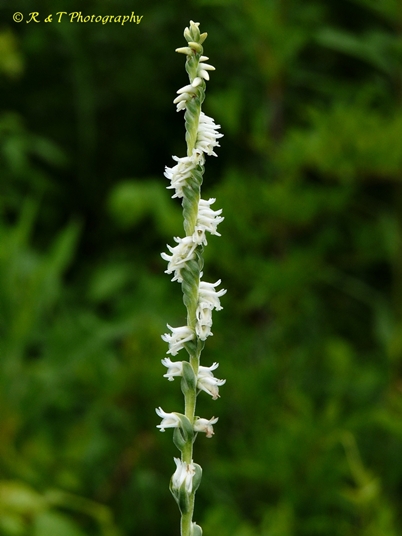 {Spiranthes vernalis}